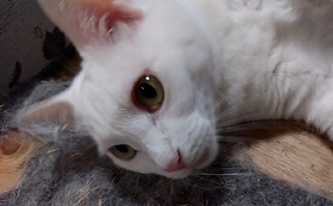 福ちゃんです。