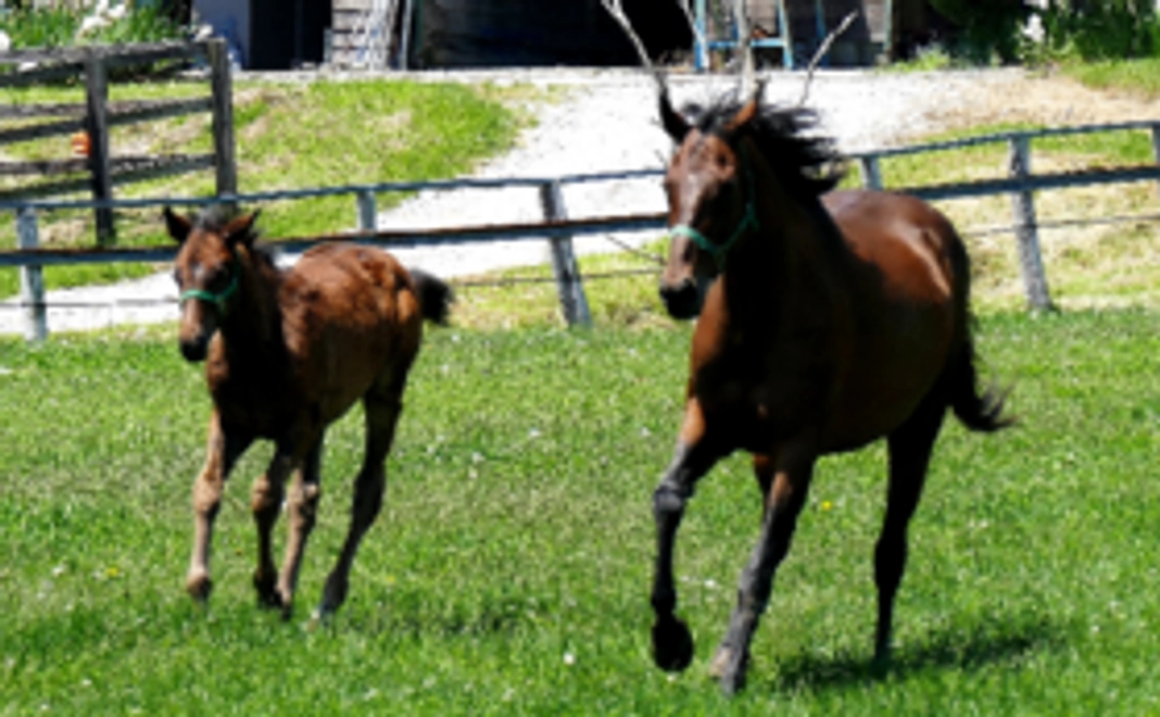 髙村牧場のサラブレッド写真入りポストカードをお送りします!