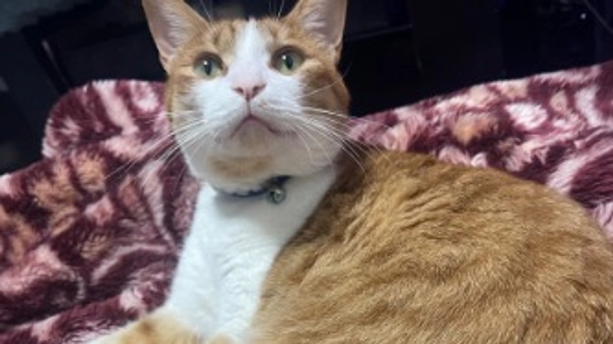 プロジェクト終了まで残り2日…【ぷちのまとめ】