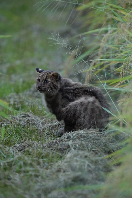 やべっちの現地リポート(1)