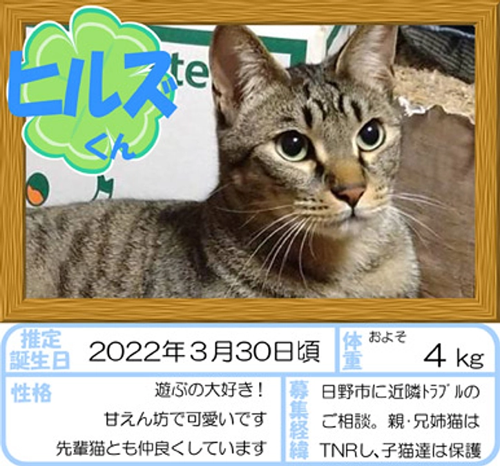 在籍猫紹介【ヒルズ君】