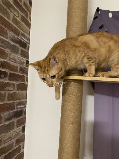 今日のモカ（経過観察7日目）🐱⭐️