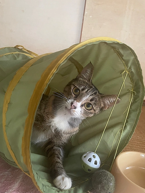 術後のちびちゃんの様子