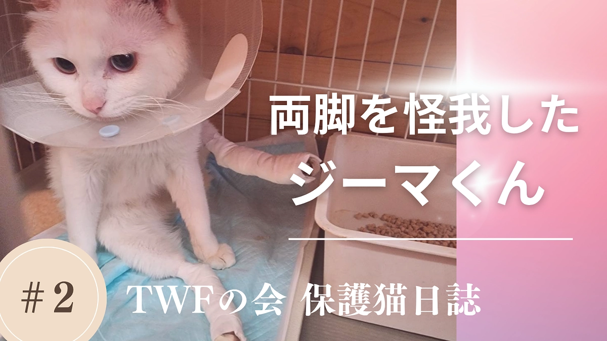 【保護猫日誌2】両脚がただれた状態で保護されたジーマくん