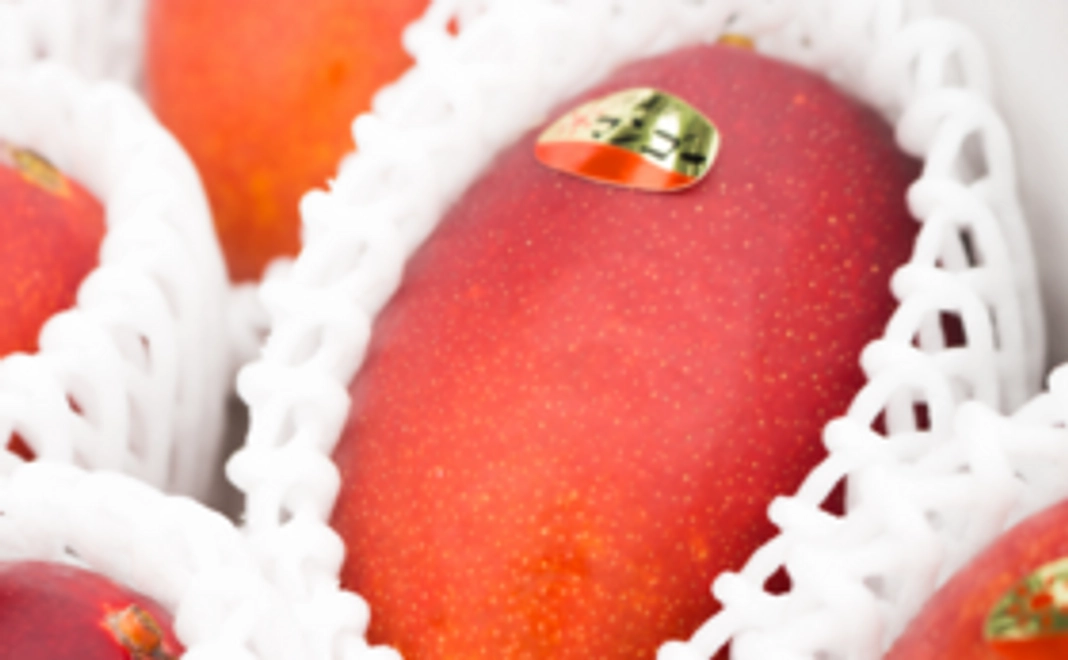 【幻のマンゴーが全種類食べられる！】マンゴー5種セット