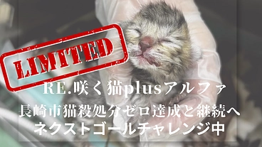 RE.長崎市殺処分ゼロ達成と継続の為にシェルター拡充が今必要です のトップ画像