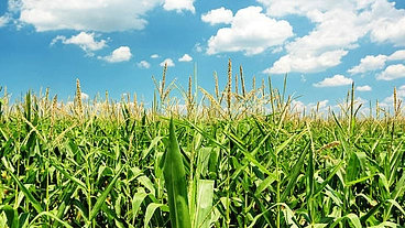 【復活させたい】荒れた農地・農業施設 のトップ画像