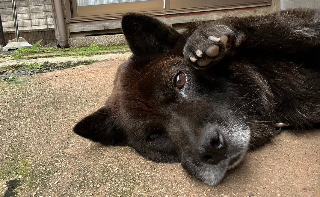 クロちゃんからの感謝の気持ち1