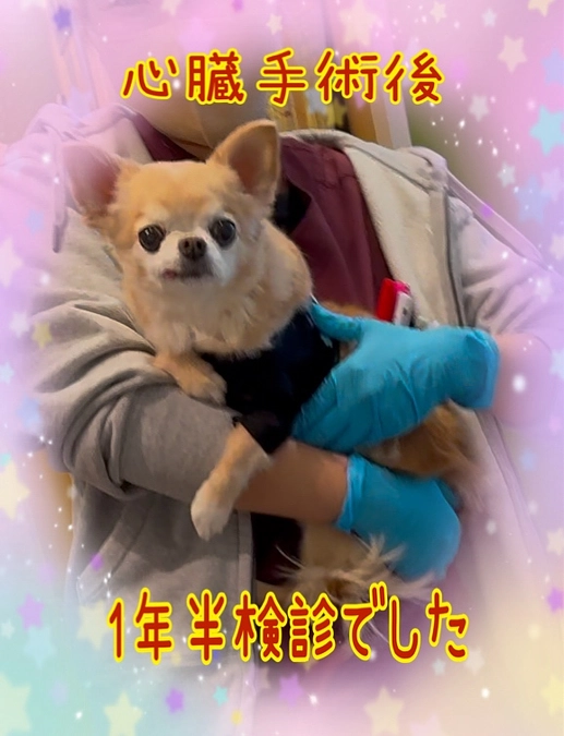 心臓手術後 1年半検診でした