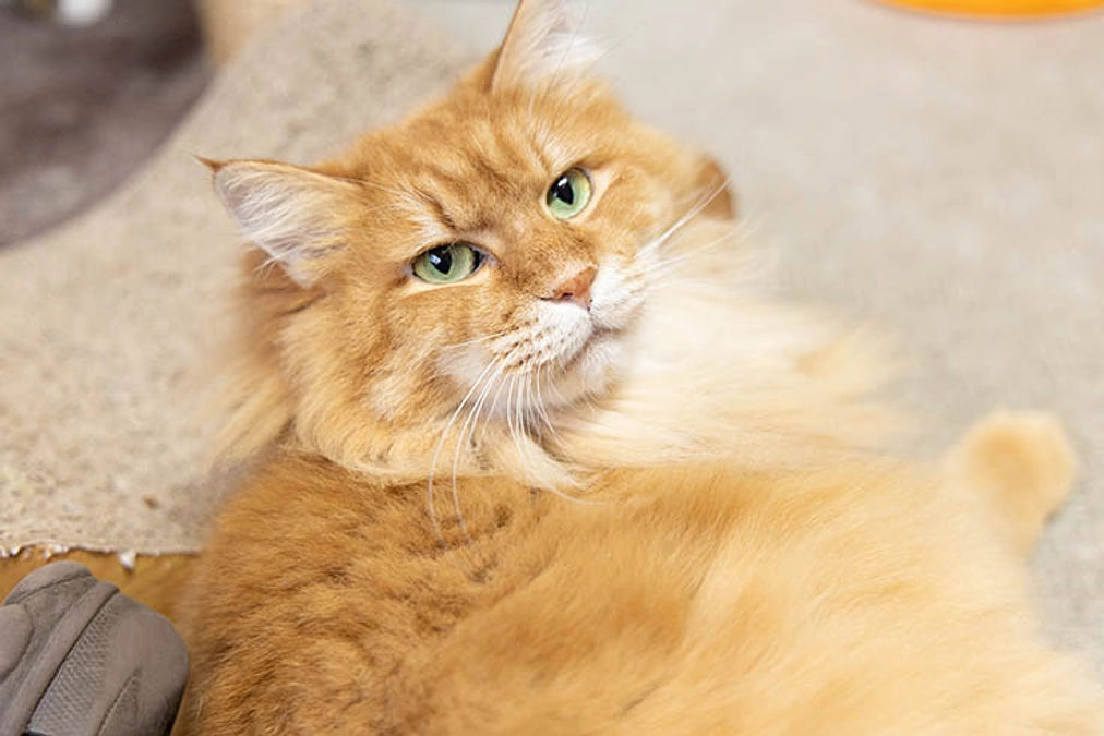 嬉しそうな喜助　リハビリの成果が出てきました！　