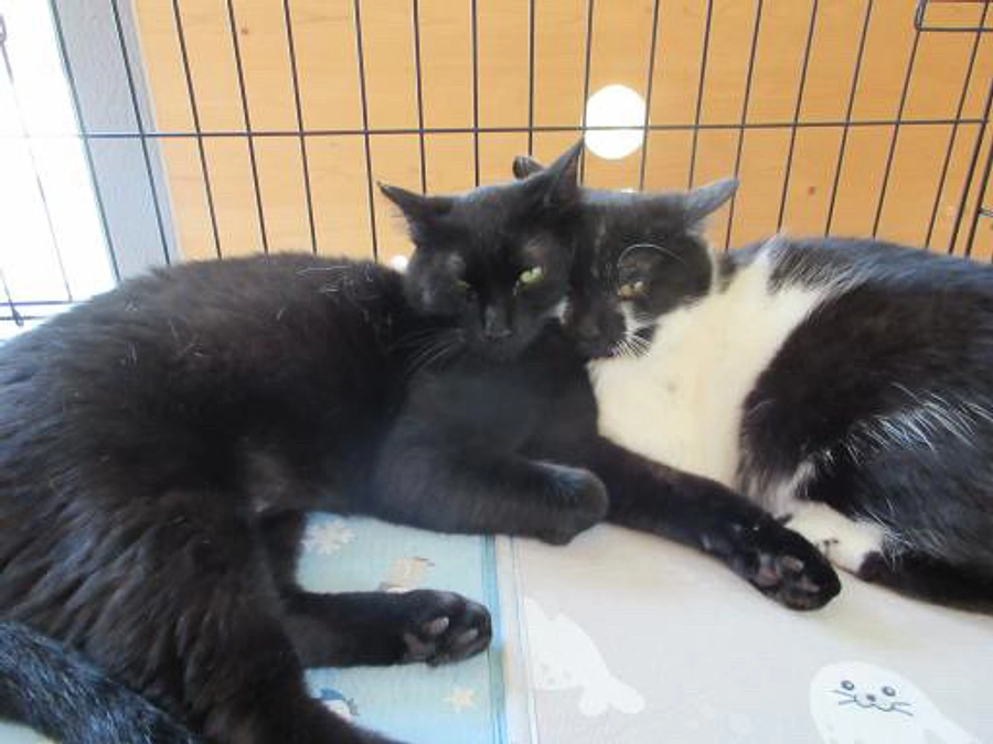 譲渡会無事終了‼️成猫2頭トライアル決定‼️