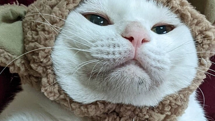 保護猫活動維持と保護猫と里親さん達が触れ合える場所を作りたいです