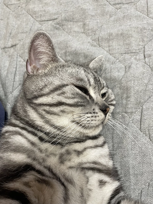 本日の銀時(経過観察6日目)