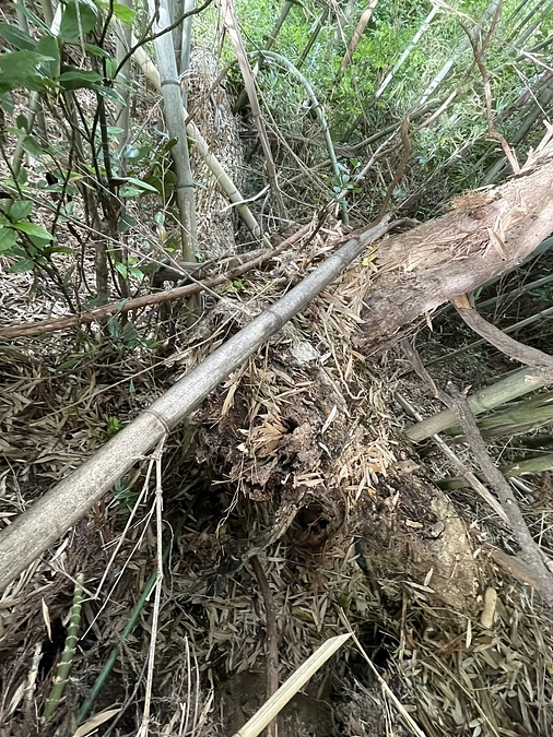 境内老木の現状