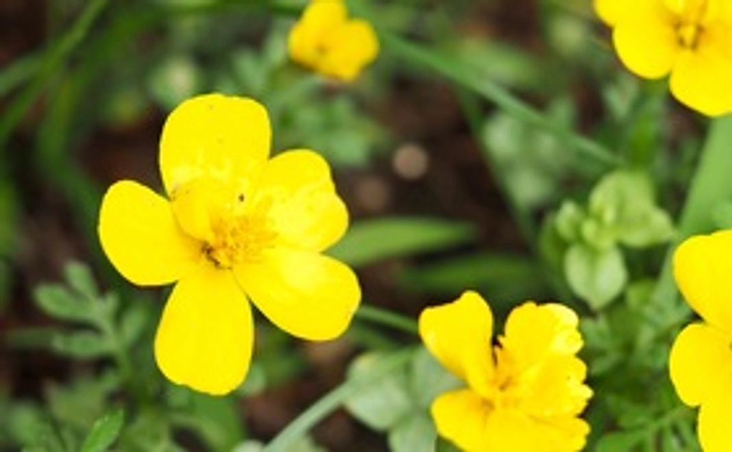 応援3,000円コース