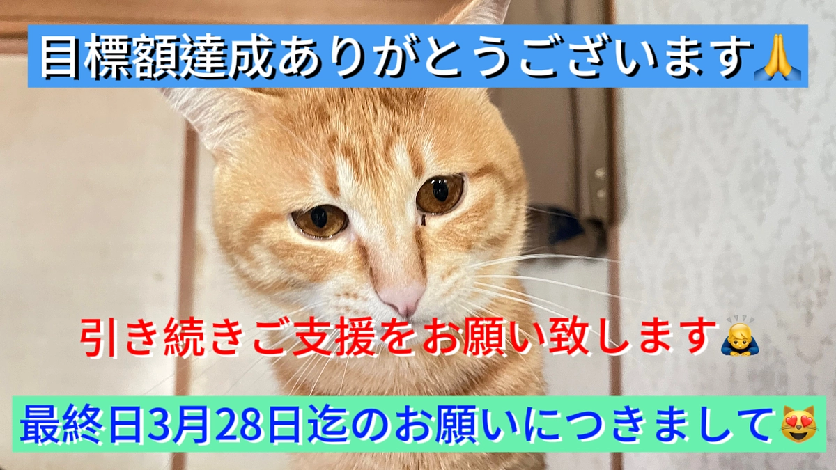 ⭐️クラウドファンディング目標額達成後、最終日迄のお願いにつきまして⭐️