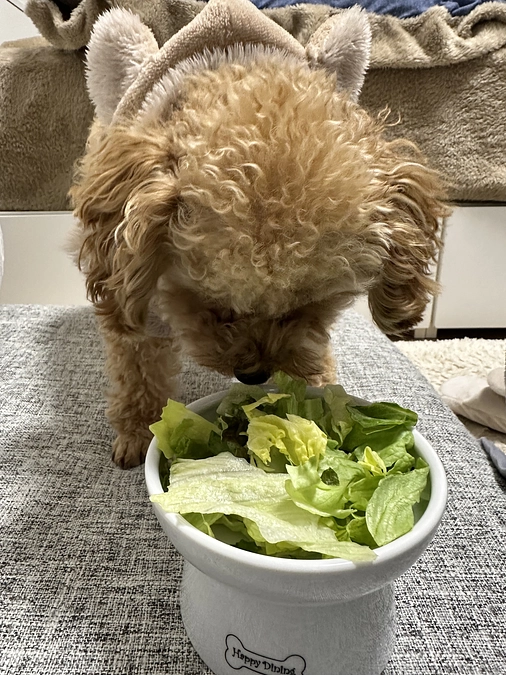 ゆずの通院日でした。