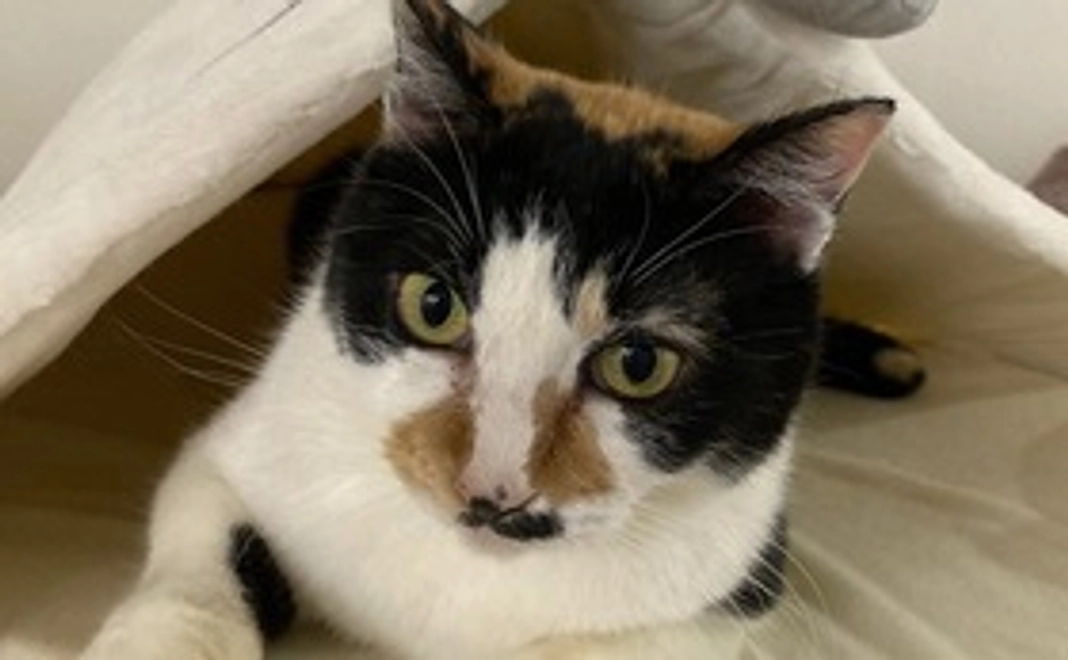 10,000円ご支援=感謝のメールとオリジナル缶バッチ