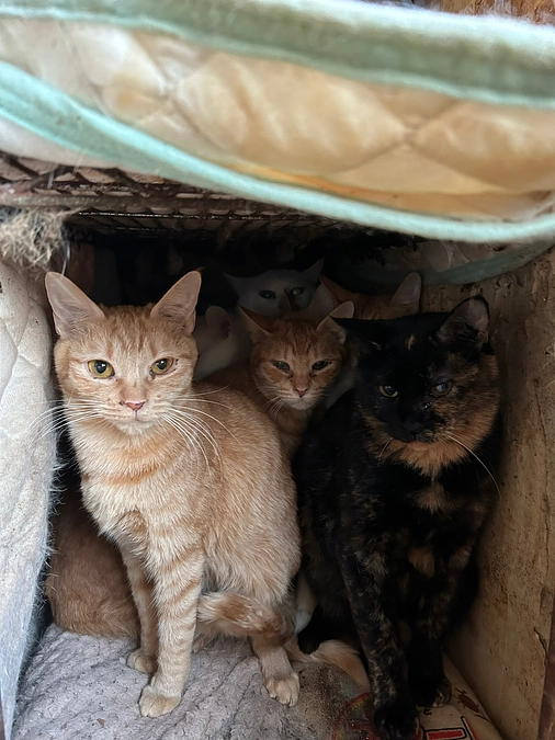 多頭飼育崩壊から受け入れた猫達の詳細について～その①～(猫エイズ２０頭）