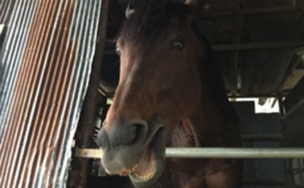 【3,000円コース】引退馬を応援