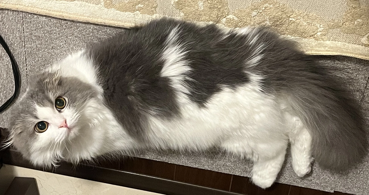 少し大きくなりました！