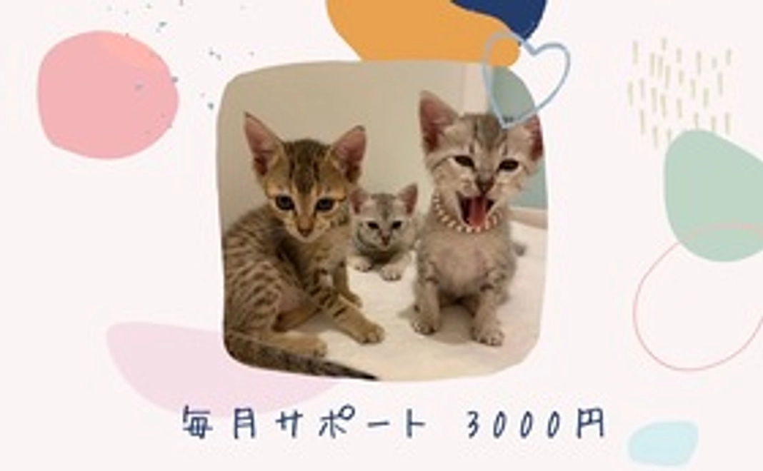 毎月サポート3000円