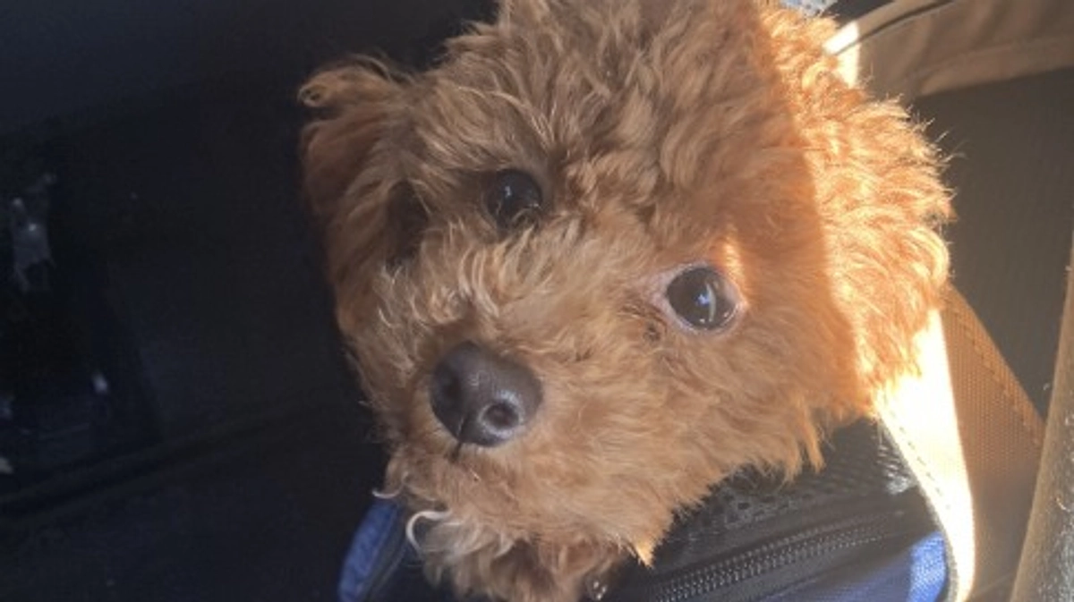 術後1回目の検診でした