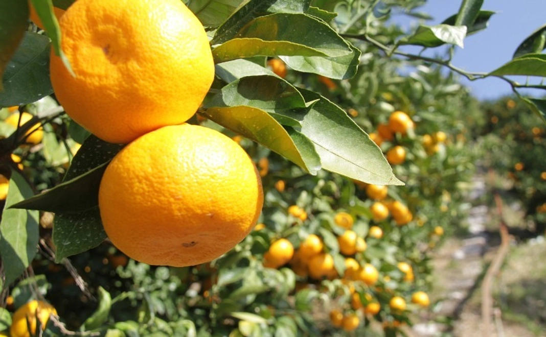 【定番の味】山北みらい みかん箱（3kg）＋「山北の彩」オリジナルステッカー