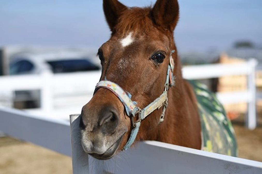 アヴニールファームにはどんな馬がいるの？