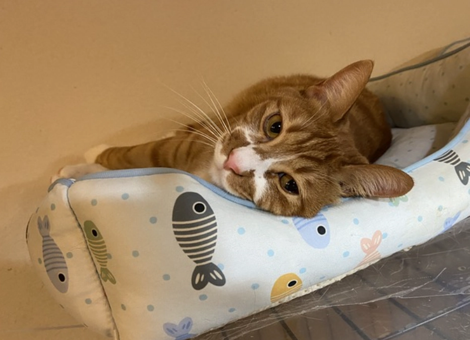 【あと6日】獣医師の菊池薫先生からの応援メッセージ  