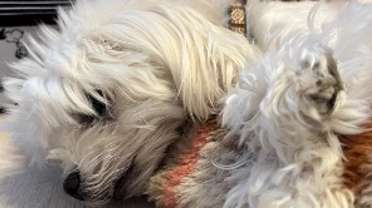 残り1日！代理支援反映報告