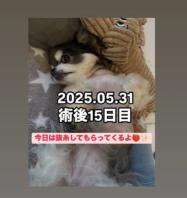 ももたんの術後15日目(5/31)