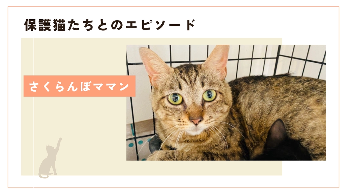 さくらんぼママンと子どもたちそれぞれの大きな幸せ