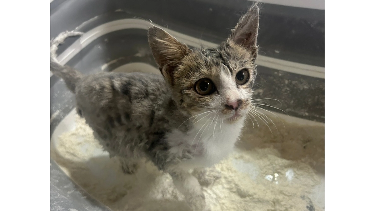 【ネズミ捕りにかかってしまった子猫 その後】