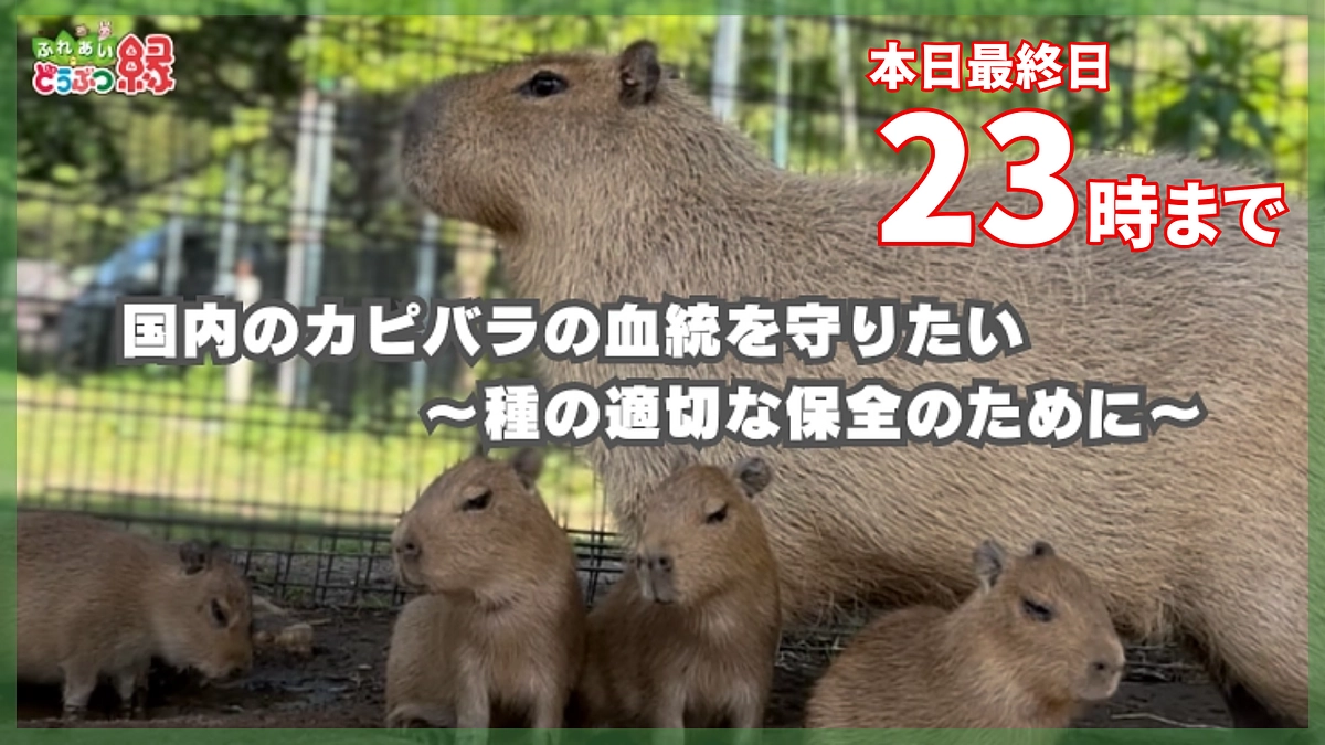 【本日最終日】23時までです。最後まで拡散のほどよろしくお願いいたします。