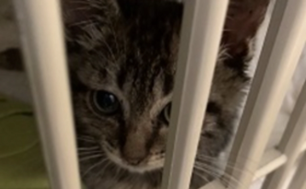 頑張れミントちゃん応援コース5000