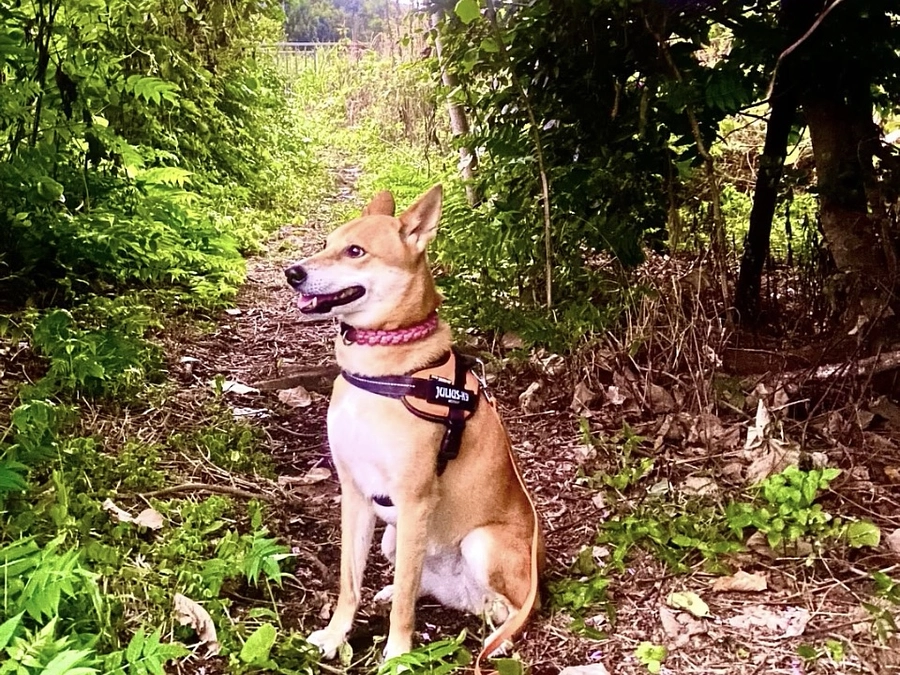 里親さまからのメッセージ　ラムのご家族より