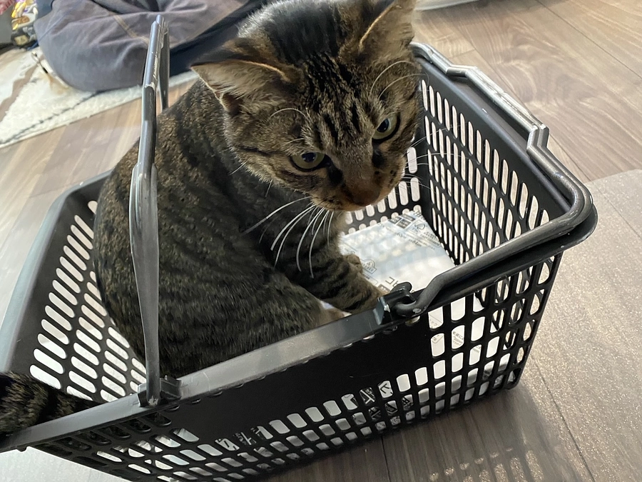 10日目＊達成4日目