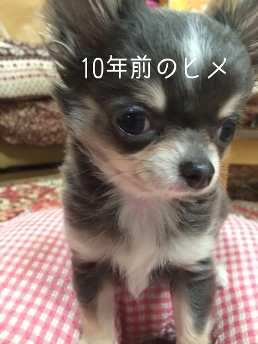 元気に10歳を迎えられました✨.ﾟ･*