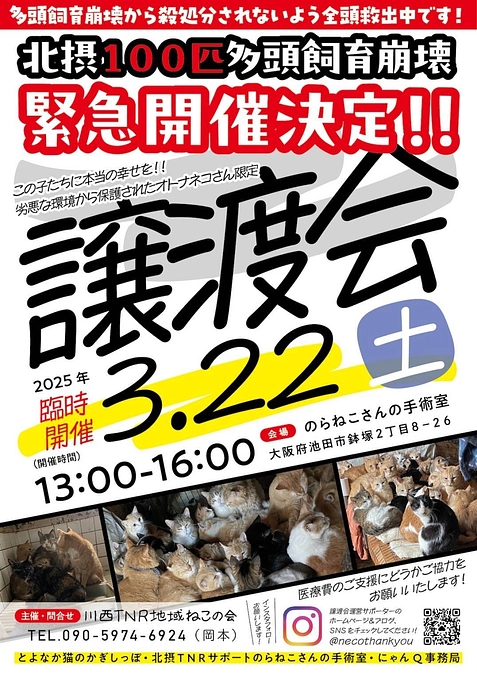 【緊急】レスキュー猫さんだけの 譲渡会