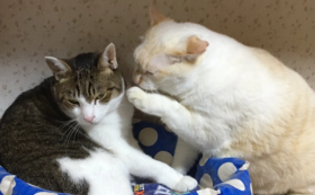 ハーツ活動応援コース