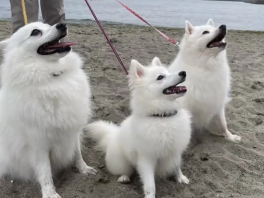 多頭の楽しみ、ひとりっ子の幸せ