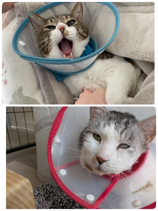 ［さんご君］病院へ、［ぎん君］退院