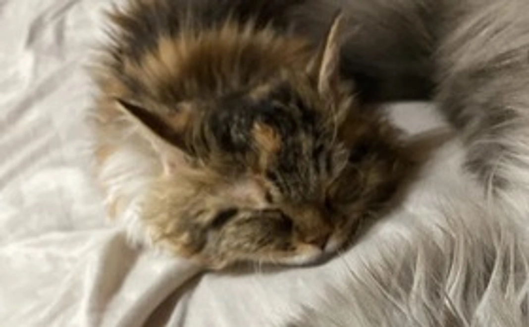 ラムちゃん応援コース(2000円)