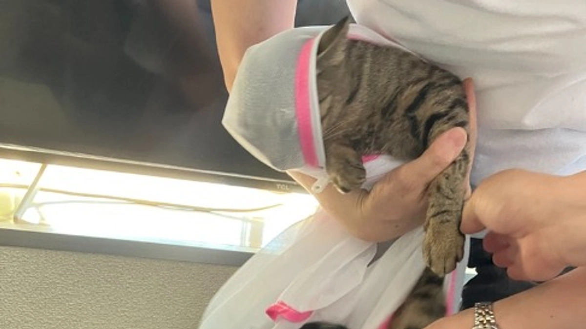 【2023年、2度目の多頭飼育崩壊現場対応 〜その4〜 】大事件発生～その後