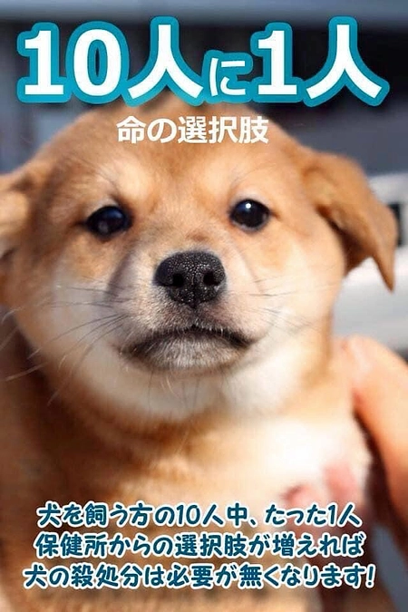 犬猫を飼い始める方の命を繋ぐ選択