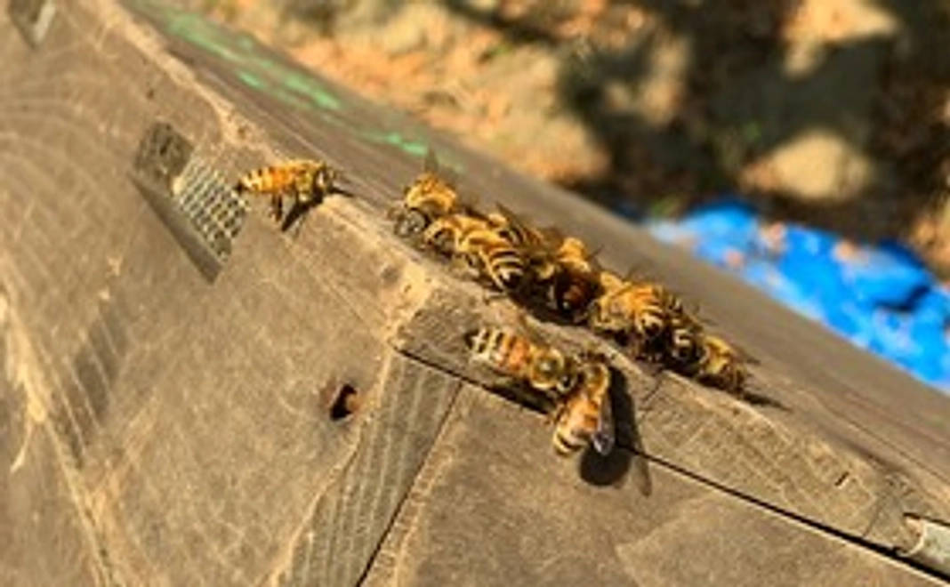 神山養蜂の再建