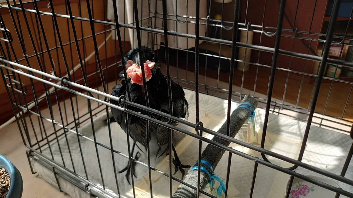 トリモチに引っ掛かったハシブトガラス