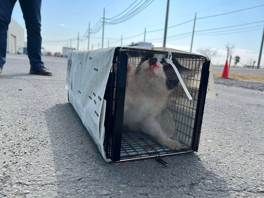 【ご支援ありがとうございます】1匹の行動が教えてくれた、“見えない傷”のこと。