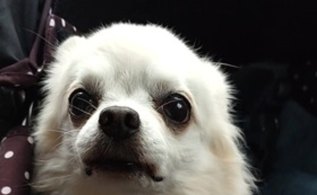 むぎ太に元気玉を①